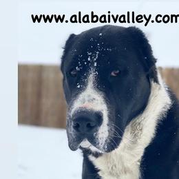 Central Asian Shepherd Dogs from Alabaivalley