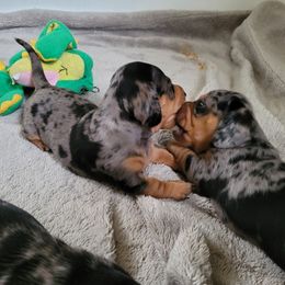 Dachshund and Doberman Pinscher Puppies from Living Hope Dobies and Doxies