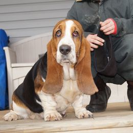 Molly - Basset Hound