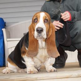 Molly - Basset Hound