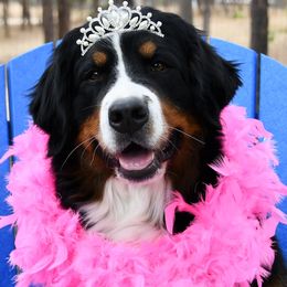 Bernese Mountain Dogs from Zenith