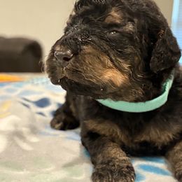 Goldendoodle and Poodle Puppies from Southern Stroll Poodles & Doodles