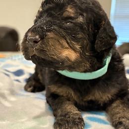 Goldendoodle and Poodle Puppies from Southern Stroll Poodles & Doodles