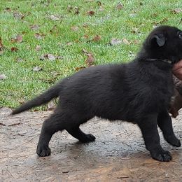 German Shepherd Puppies from Diwaids Working German Shepherd Dogs