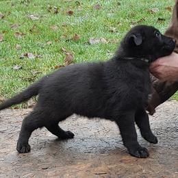 German Shepherd Puppies from Diwaids Working German Shepherd Dogs