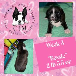 Bessie - Black brindle and white female Boston Terrier puppy in Jupiter, Florida from CJM Boston and Boxer Puppies