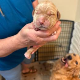 Orange collar - Dark golden male Golden Retriever puppy in Indianapolis, Indiana from ZuGolden Retrievers & Doodles