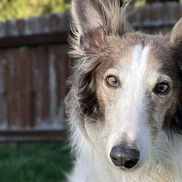Silken Windhounds from Reverie Silken Windhounds