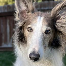Silken Windhounds from Reverie Silken Windhounds