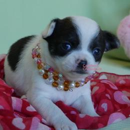 Chihuahua puppies from Carsten's Chihuahuas