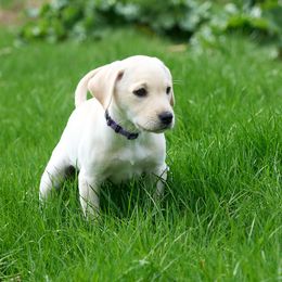 Labrador Retriever Puppies from King K9 Academy