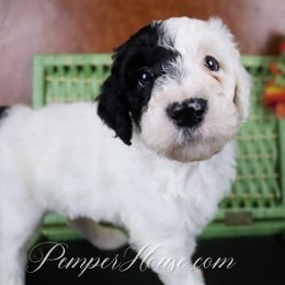 Girl 3 - Parti Poodle puppy in Sarver, Pennsylvania from Pemper House Poodles