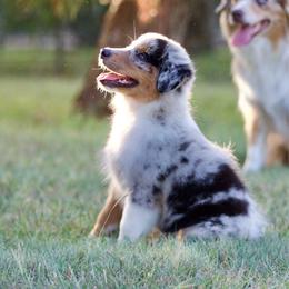 Bmm - Blue merle male Miniature American Shepherd puppy in Stephenville, Texas from Diamond H Aussies