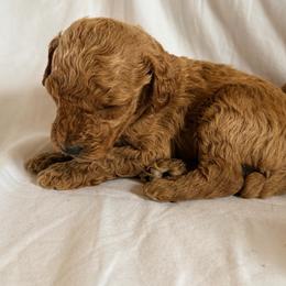 Teddy - Red  male Poodle puppy in Colerain, North Carolina from Lisa's Poodles