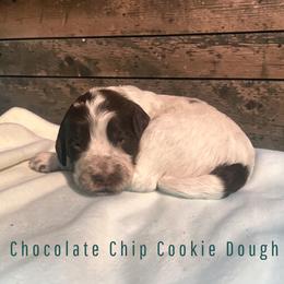 Chocolate Chip Cookie Dough - Brown roan male Cockapoo puppy in Ellenburg Center, New York from Kristin's Puppies