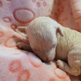 Laise - White female Poodle puppy in Blanch, North Carolina from Faithful Hearts Kennel