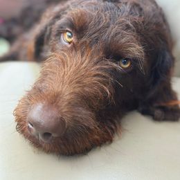 Nelly - Labradoodle