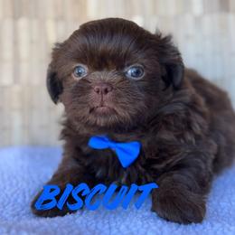 Biscuit - Liver male Shih Tzu puppy in San Tan Valley, Arizona from My Puppy Tzu