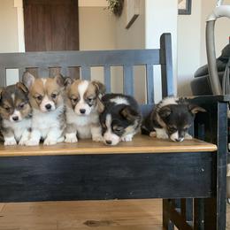 Pembroke Welsh Corgi Puppies from Nunas Corgis