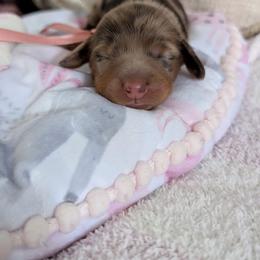 Sassie - Dapple female Dachshund puppy in Summerfield, Florida from Dachshundly Perfect