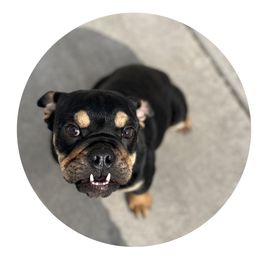 Azula - Bulldog puppy in Milwaukee, Wisconsin from Castle Manor Bulldogs