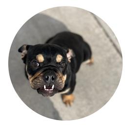 Azula - Bulldog puppy in Milwaukee, Wisconsin from Castle Manor Bulldogs