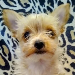 Assorted Doodle Crosses, Maltipoos, Shih Tzus, and Yorkshire Terriers from Faery Acres Family Farm