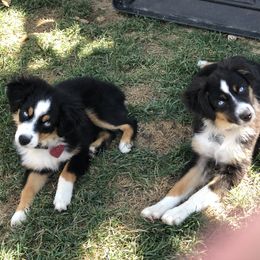 Miniature Australian Shepherd, Shih Tzu, and Toy Australian Shepherd Puppies from River Springs Aussies