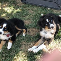 Miniature Australian Shepherd, Shih Tzu, and Toy Australian Shepherd Puppies from River Springs Aussies