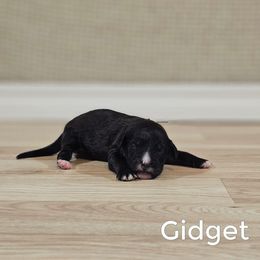 Gidget - Black female Goldendoodle puppy in Guthrie, Oklahoma from Edmond Doodles, LLC