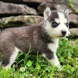 Boy 6 - Black and white male Siberian Husky puppy in Jonesboro, Arkansas from L & A Animal House Siberian Huskies