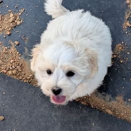 Peter - White male Coton de Tulear puppy in Mead, Oklahoma from Bar W Cotons