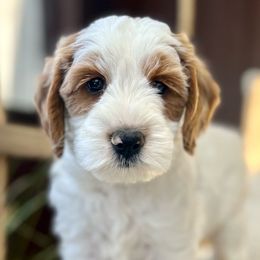 Reid - Parti Goldendoodle puppy in Saint John, Indiana from Lulu's Goldendoodles