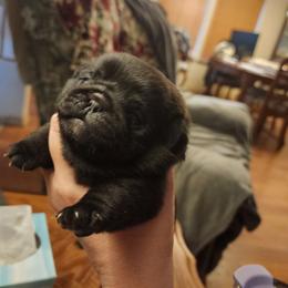 Little man puppy 3 - Black male Pug puppy in Tacoma, Washington from Precious Princess Pugs