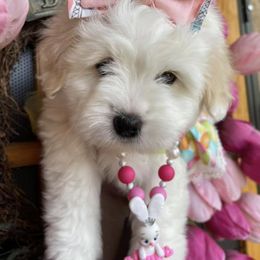 Coton de Tulear Puppies from Sutter Buttes Coton De Tulear