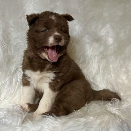 Siberian Husky Puppies from Moonlight Howl Huskies