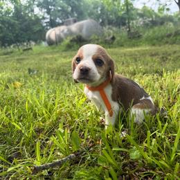 Pumpkin - Tan and white female Beagle puppy in Judsonia, Arkansas from Mayberry Acres Beagles and Basset Hounds