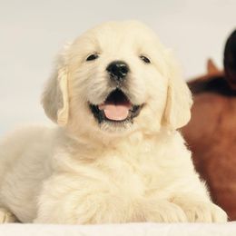 Bernese Mountain Dogs, Golden Mountain Dogs, and Golden Retrievers from Grateful Bernese & Gage's Goldens