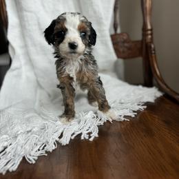 Sweet Heart - female Australian Mountain Doodle puppy in Iowa from Burkhart Family Puppies