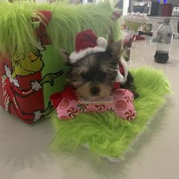 Krinkles - Black and tan female Yorkshire Terrier puppy in Belpre, Ohio from Blackwoods Yorkies