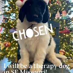 Snoopy - male Newfypoo puppy in Jackson, Missouri from Two Sisters Ranch, LLC