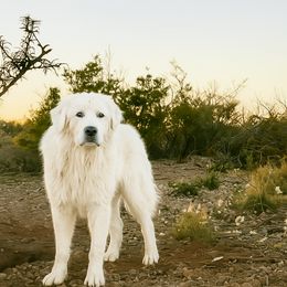 Titan - Great Pyrenees