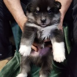 Boy 1 - Pomsky puppy in Huron, Ohio from S and S Pomskies