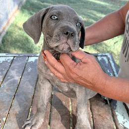 Girl 6 - Gray female Cane Corso puppy in Granbury, Texas from Revolutions Kennel
