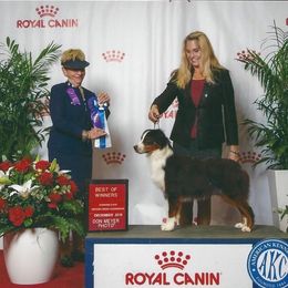 Miniature American Shepherd Puppies from Abington Miniature American Shepherds