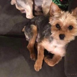 Zeke - Yorkshire Terrier