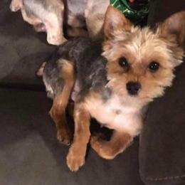 Zeke - Yorkshire Terrier