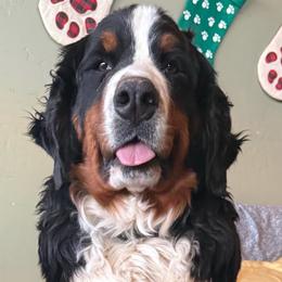 April - Bernese Mountain Dog