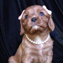Cinnamon - Ruby female Cavalier King Charles Spaniel puppy in Columbus Ga, Georgia from Sweet Southern Cavaliers and Chihuahuas