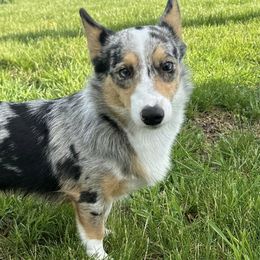 American Corgis and Pembroke Welsh Corgis from H&B Corgi’s